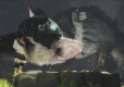 The Last Guardian