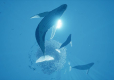 ABZU