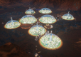 Surviving Mars