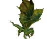 D&D Icons of the Realms pre-painted Adult Green Dragon