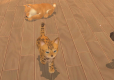 My Universe Puppies and Kittens
