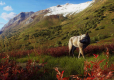 Way of the Hunter Wild Expeditions