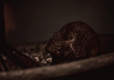 OXIDE Room 208 Collector's Edition