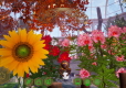 Bee Simulator The Hive